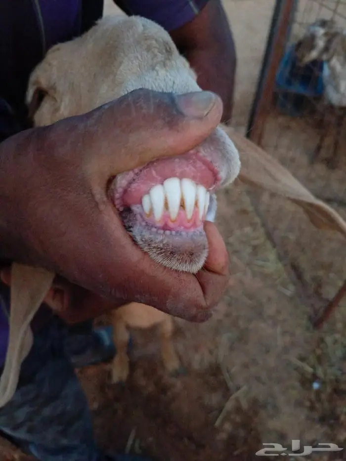 ساكنيه طيبه 5