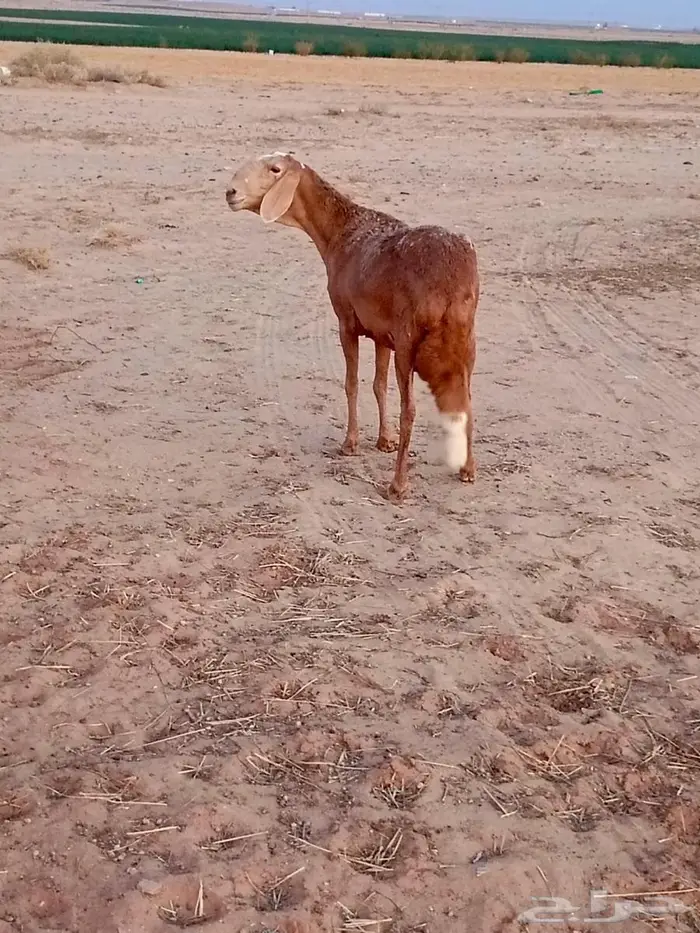 ساكنيه طيبه 2