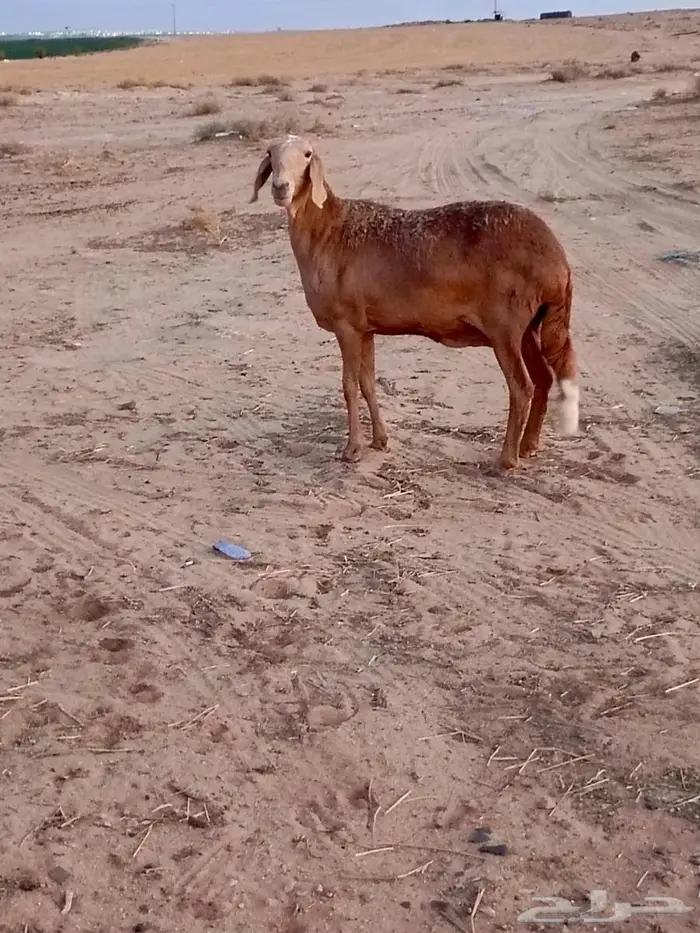 ساكنيه طيبه 4