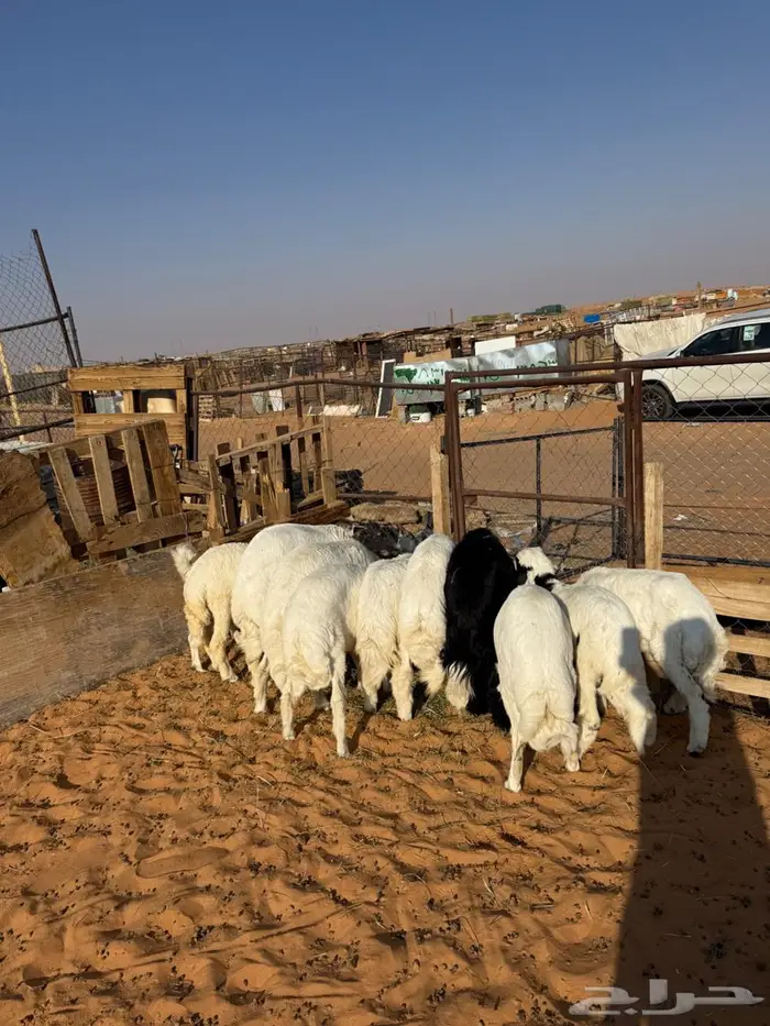 خرفان تفريد حري ونجدي 0