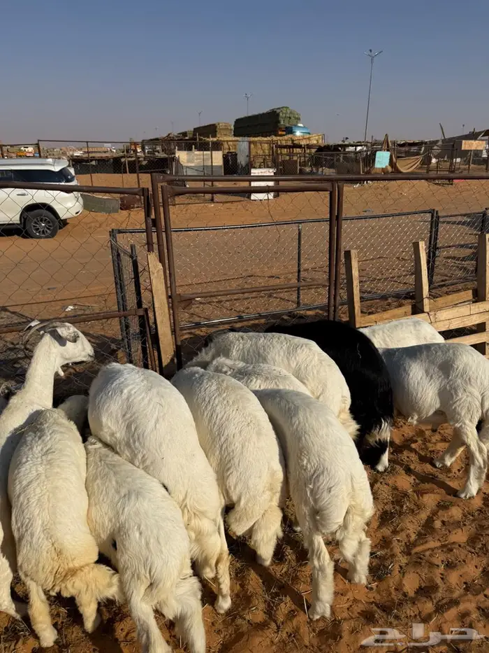 خرفان تفريد حري ونجدي 1