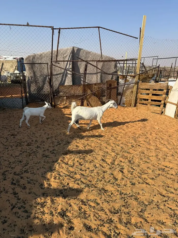 معزا دافع  عناق 0