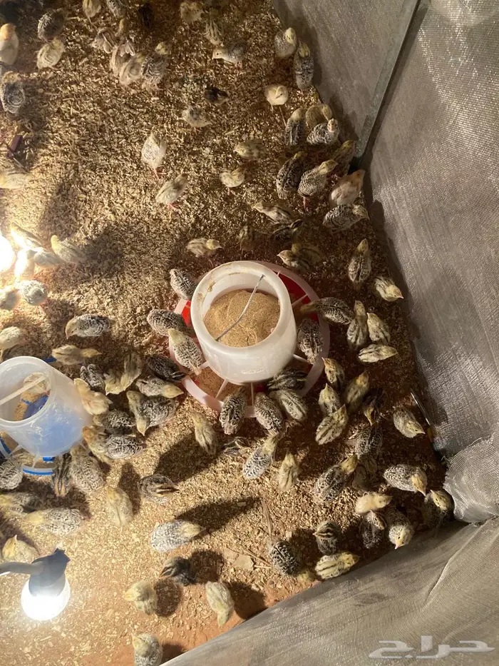 صوص سمان للبيع 2