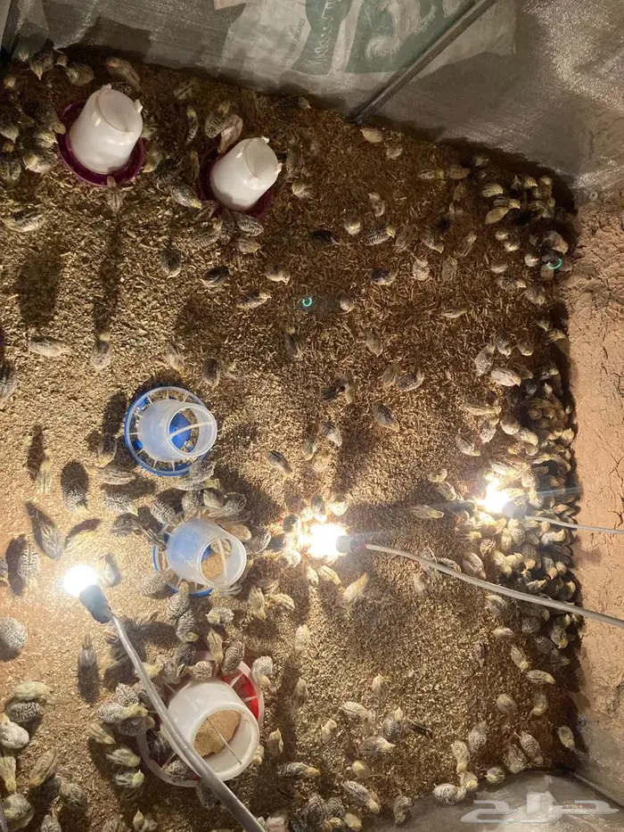 صوص سمان للبيع 1