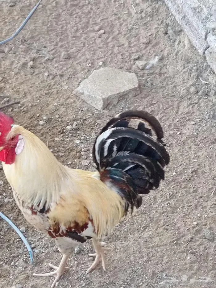 4 وديوك بلدي لبيع 1