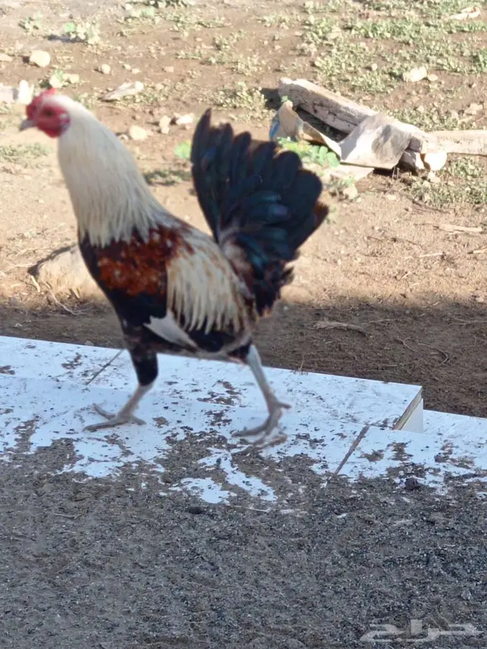 4 وديوك بلدي لبيع 2