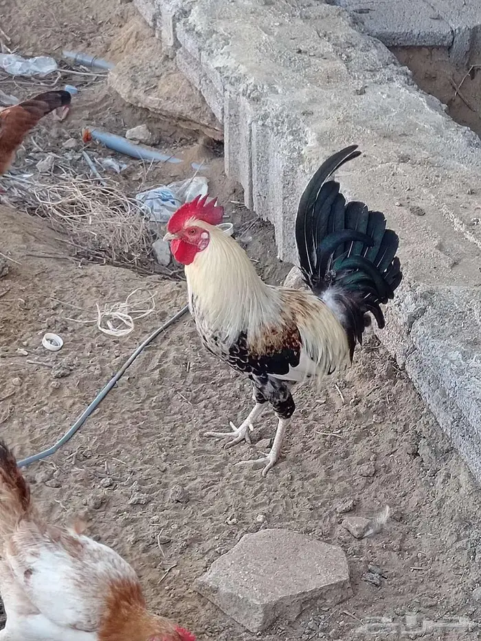 4 وديوك بلدي لبيع 0