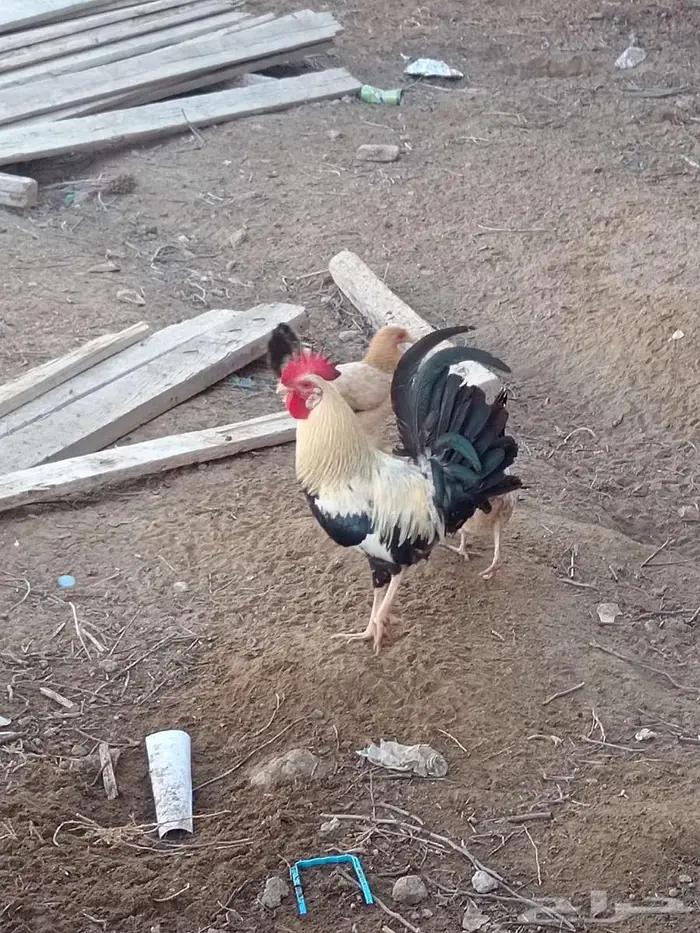 4 وديوك بلدي لبيع 4