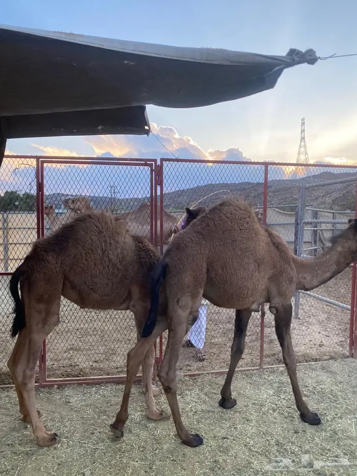 حشو للبيع على الحليب 2