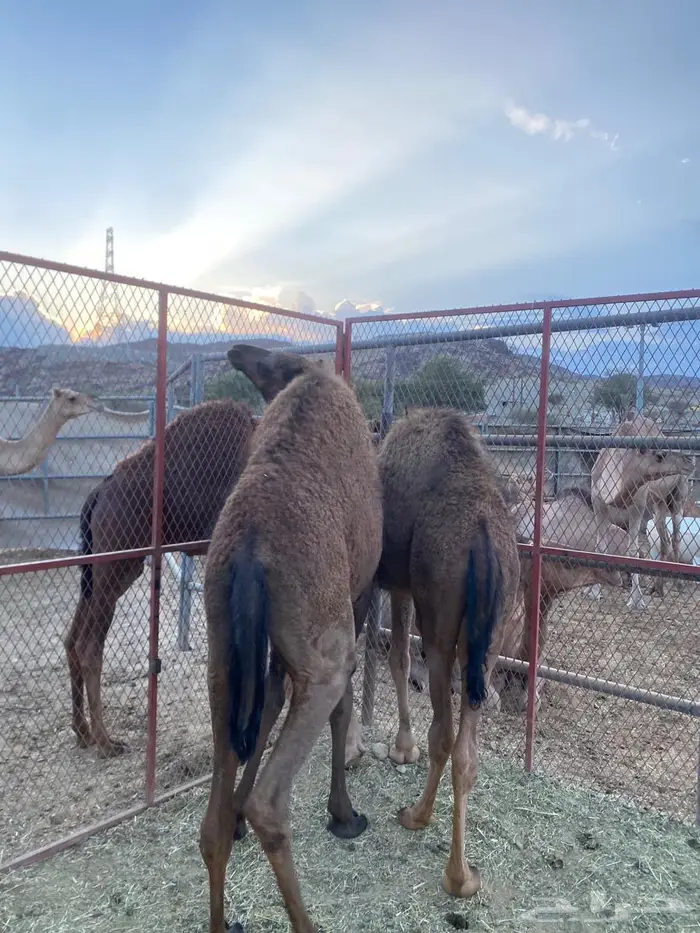 حشو للبيع على الحليب 0