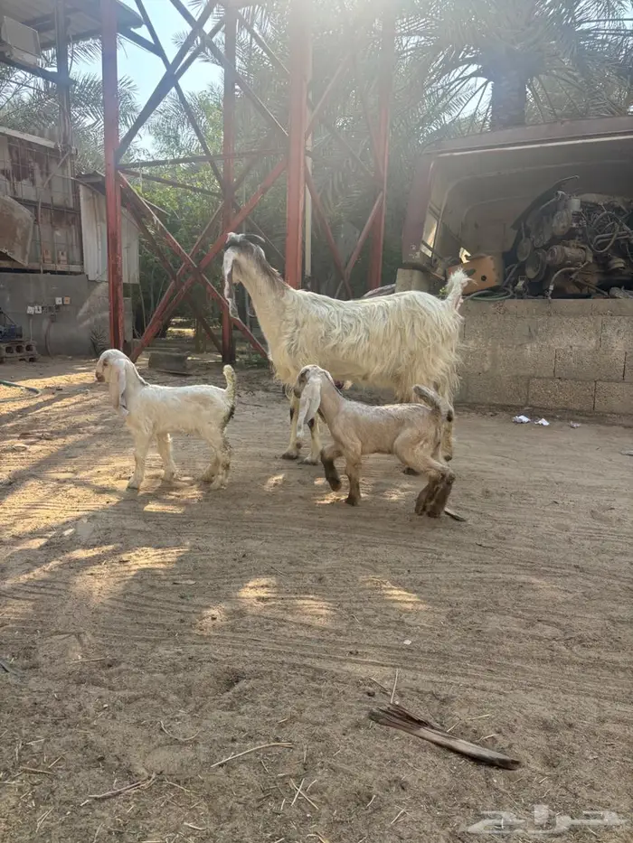 عنز متاومه 0