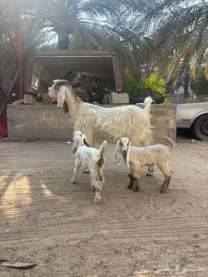 عنز متاومه 1