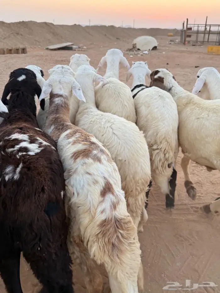 جذعان سواكن فاخر 0