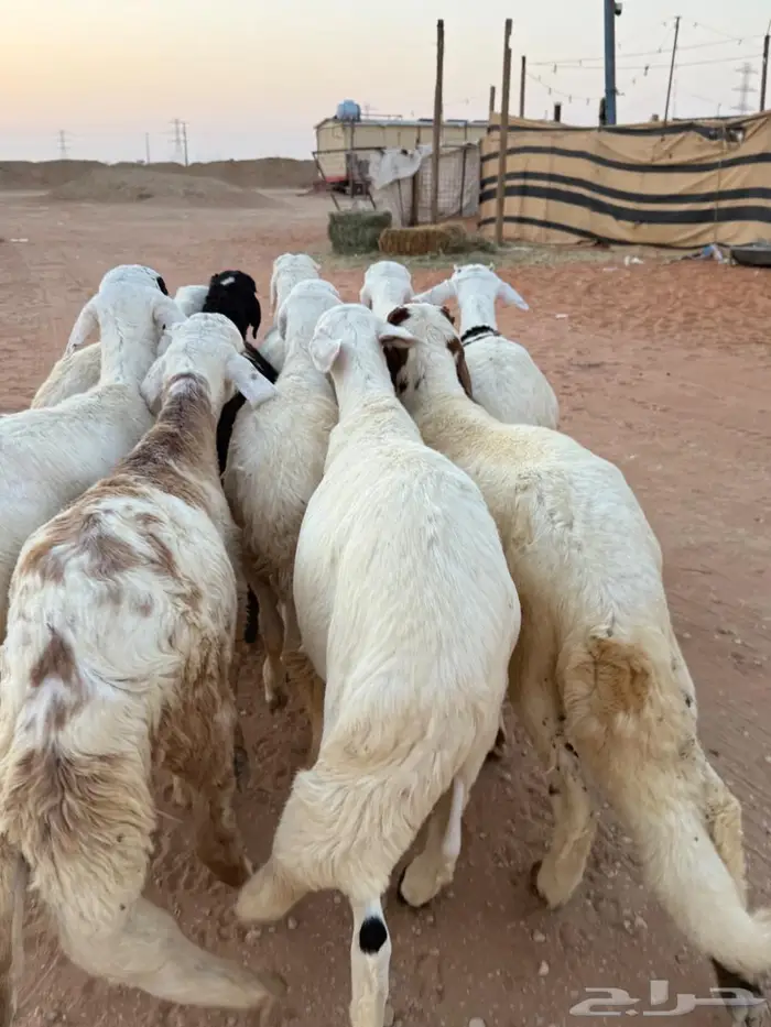 جذعان سواكن فاخر 1