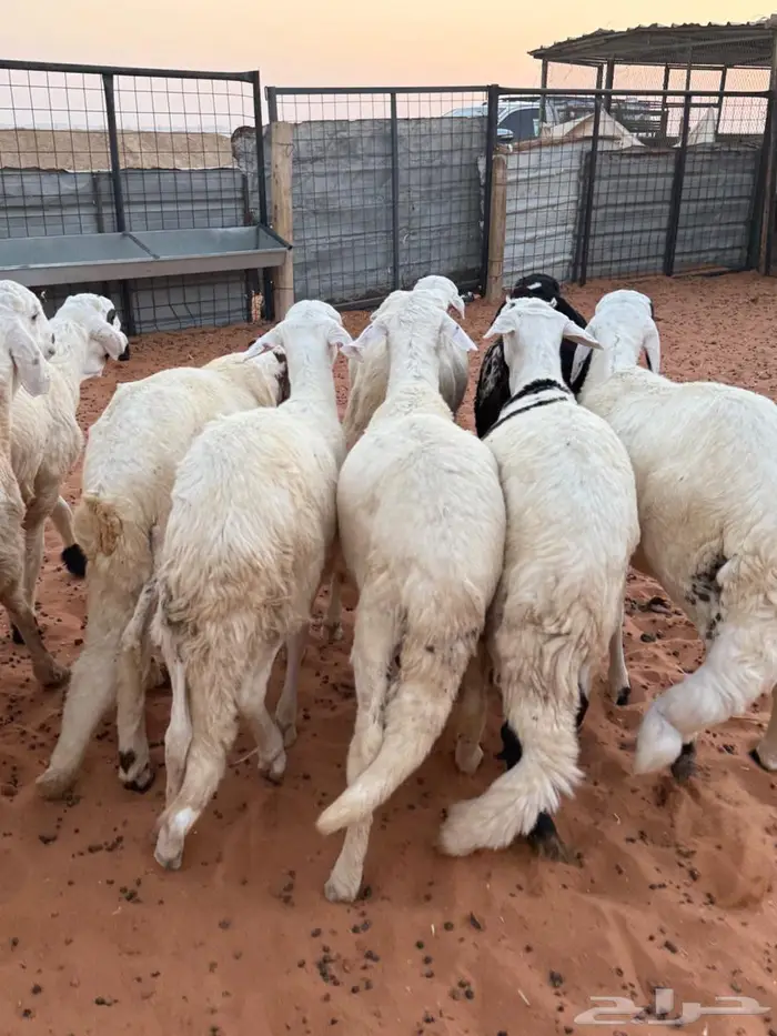 جذعان سواكن فاخر 4