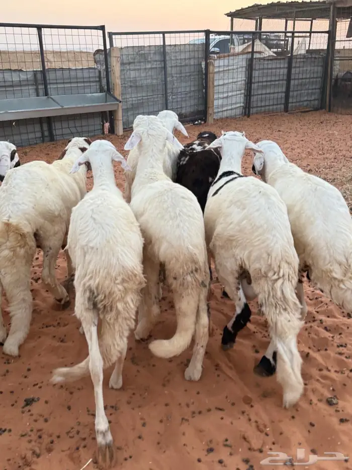 جذعان سواكن فاخر 7