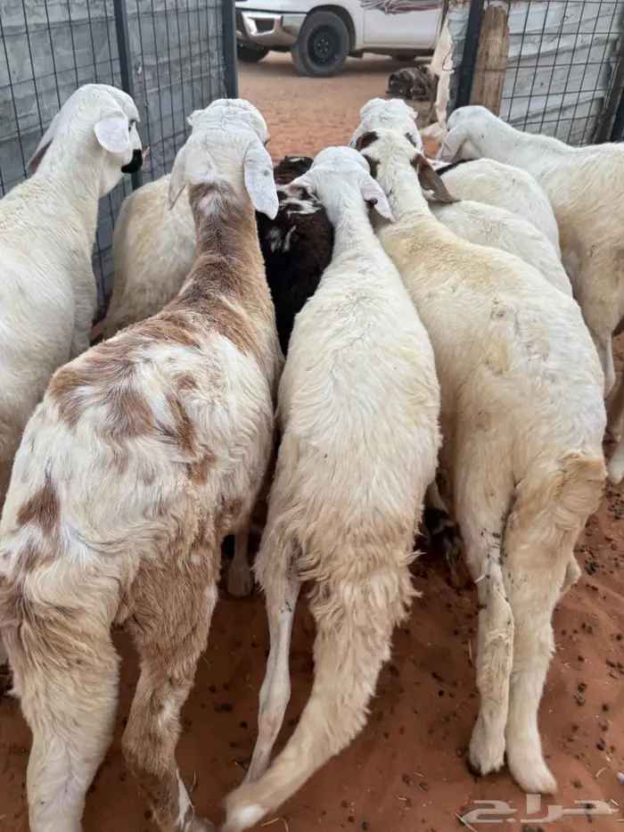 جذعان سواكن فاخر 3