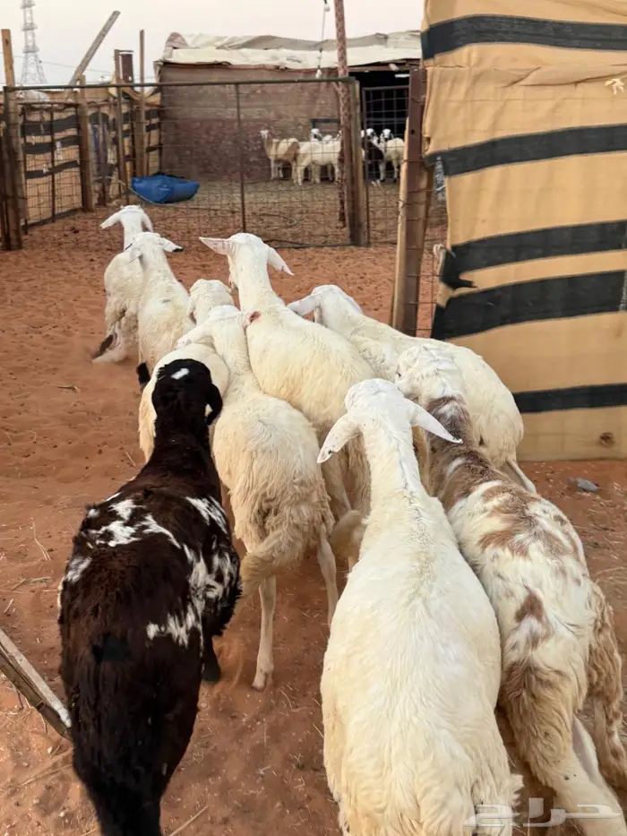 جذعان سواكن فاخر 5