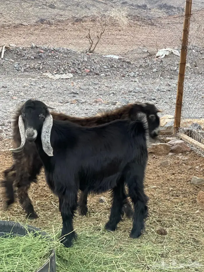 تيوس عوارض سمان طيبات 1