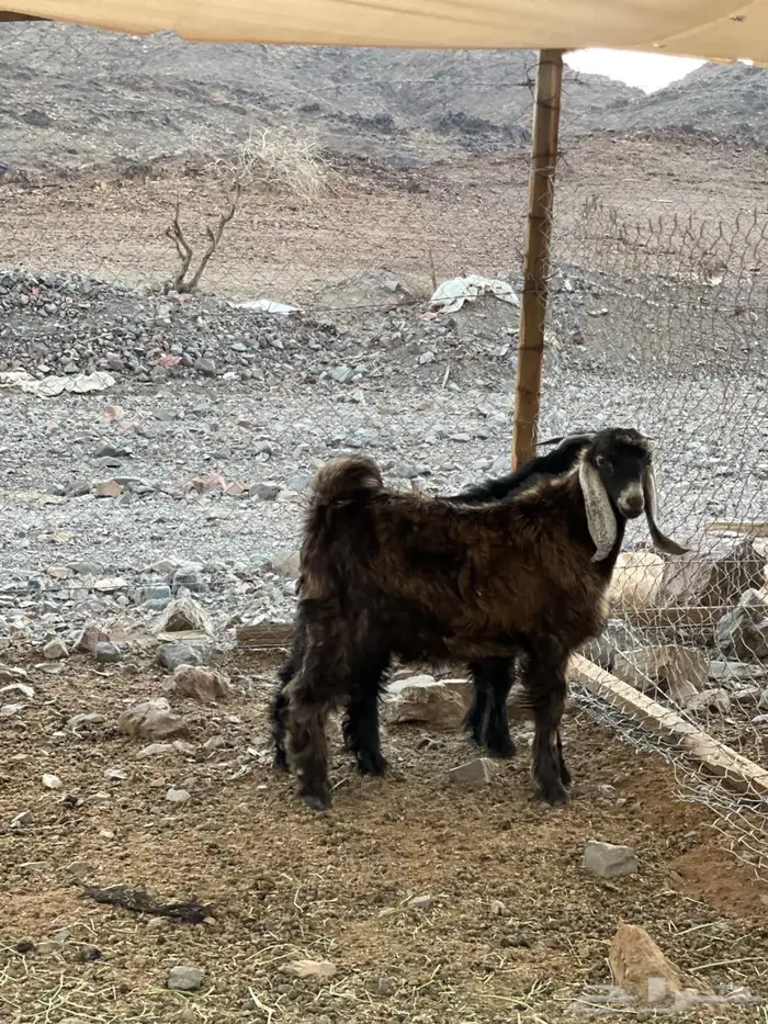 تيوس عوارض سمان طيبات 0