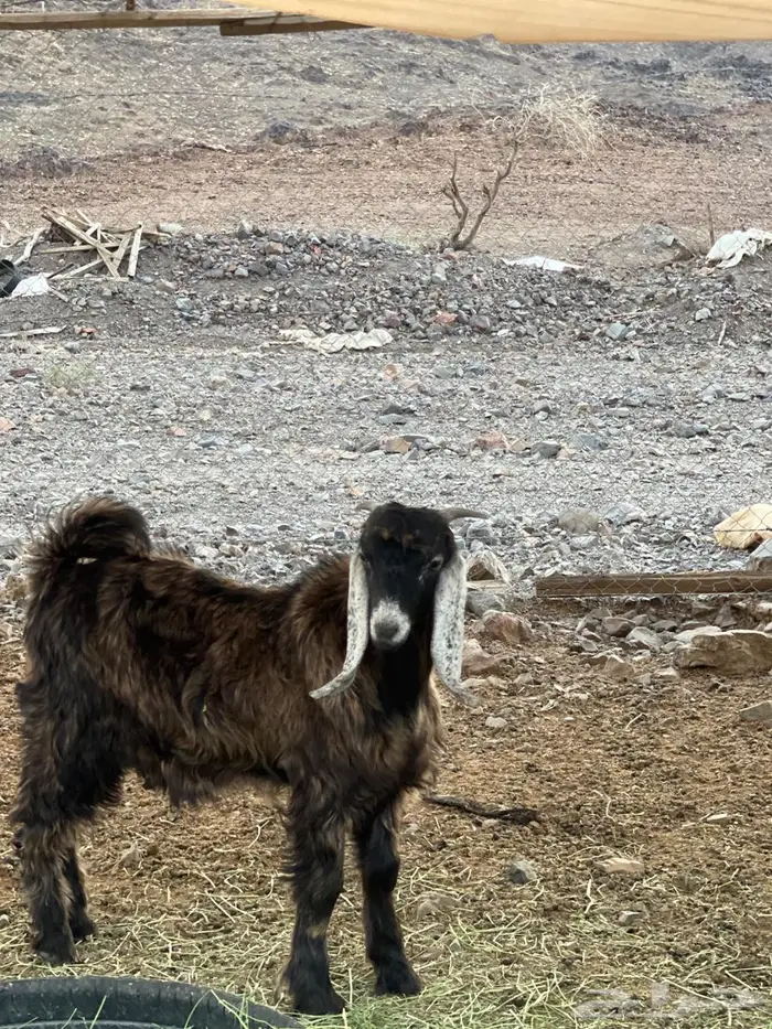 تيوس عوارض سمان طيبات 2