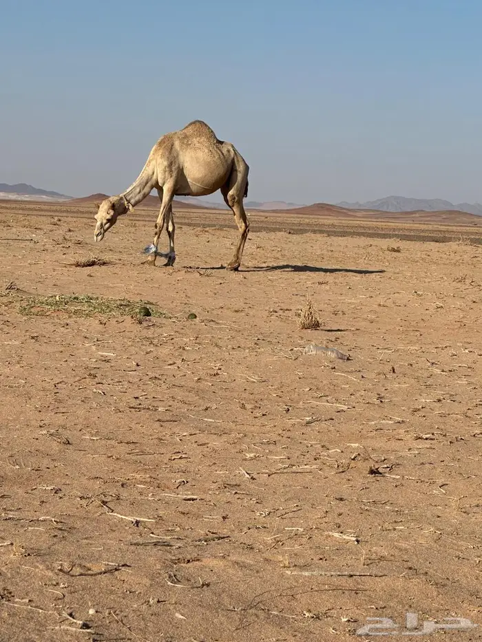 حرة لقحة تلد قريب 1