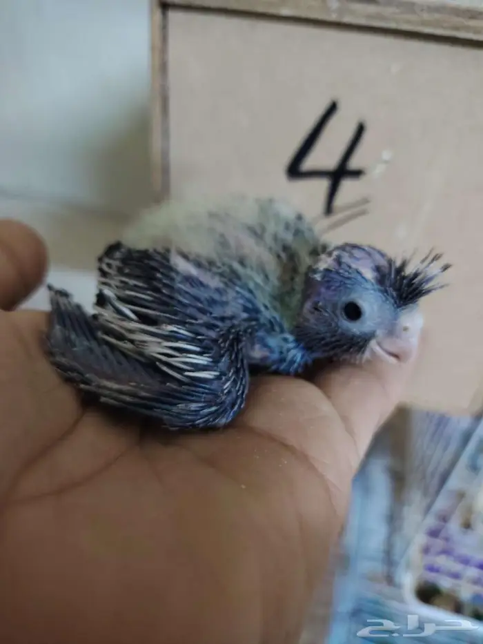 فروخ كروان غر لمحبين الغر 2