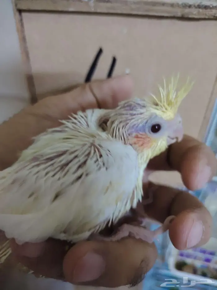 فروخ كروان غر لمحبين الغر 4