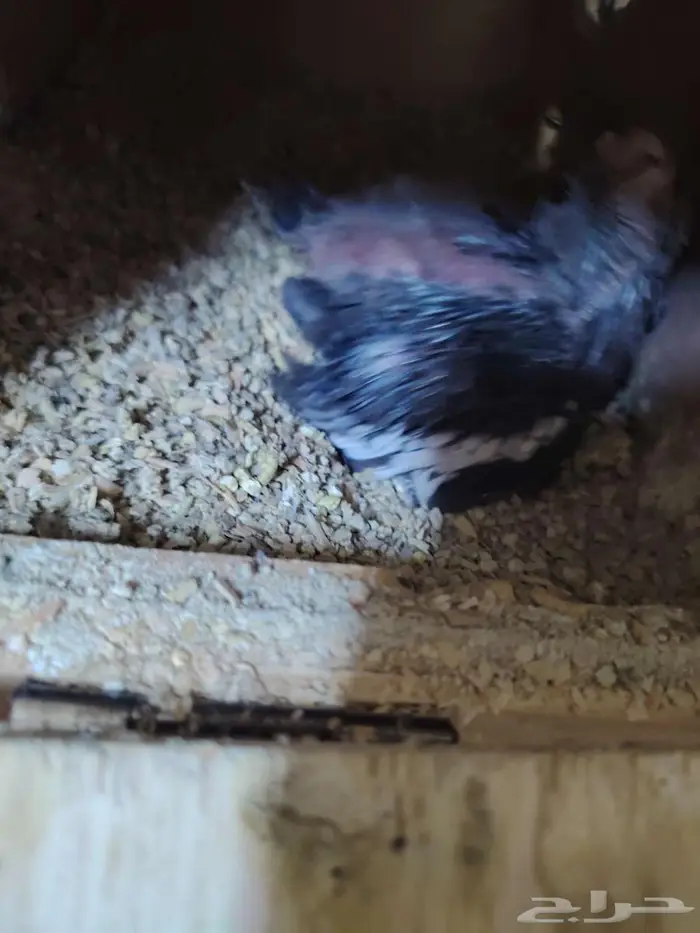 فروخ كروان غر لمحبين الغر 3