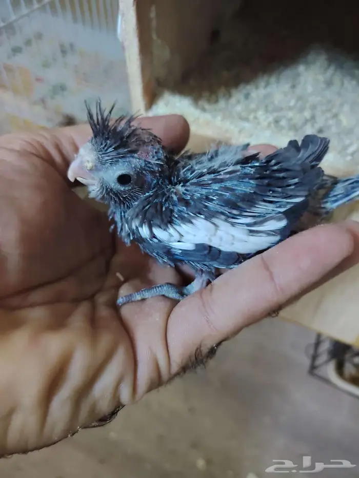 فروخ كروان غر لمحبين الغر 0