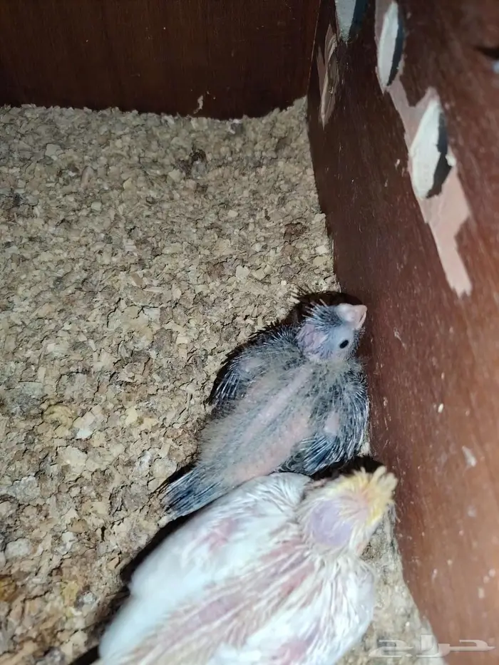 فروخ كروان غر لمحبين الغر 5