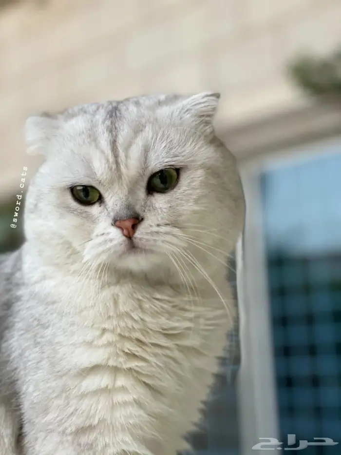 قطه انثى للبيع ( احتمال تكون حامل ) 4