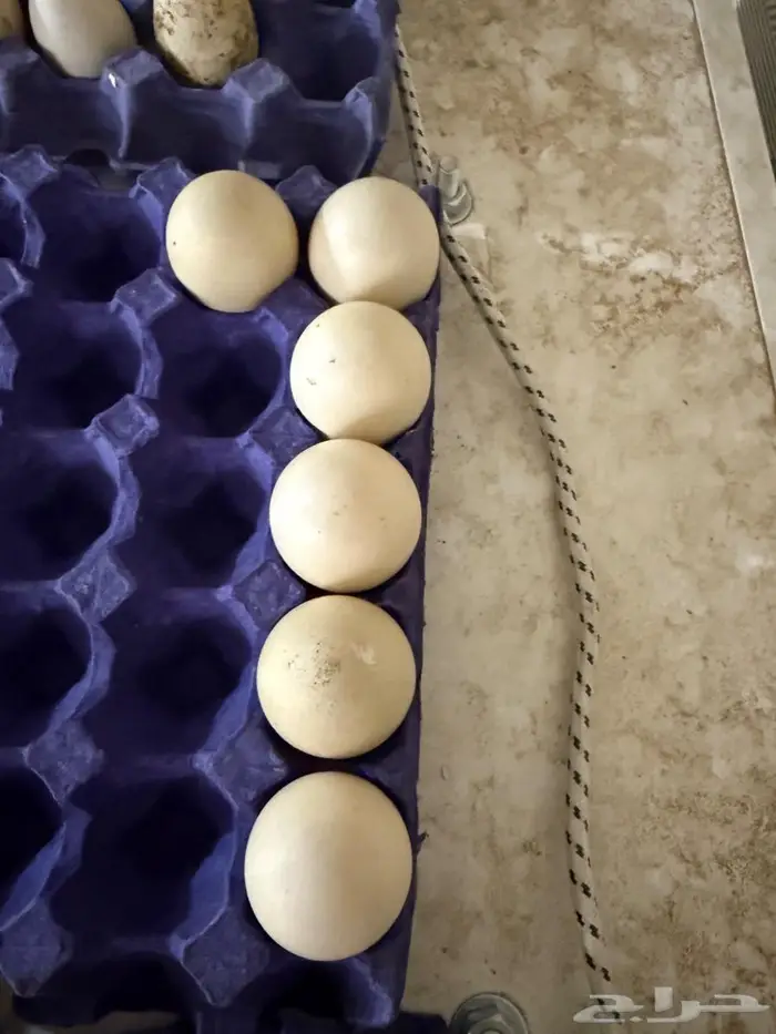 مدينة المنورة طريق تبوك 0