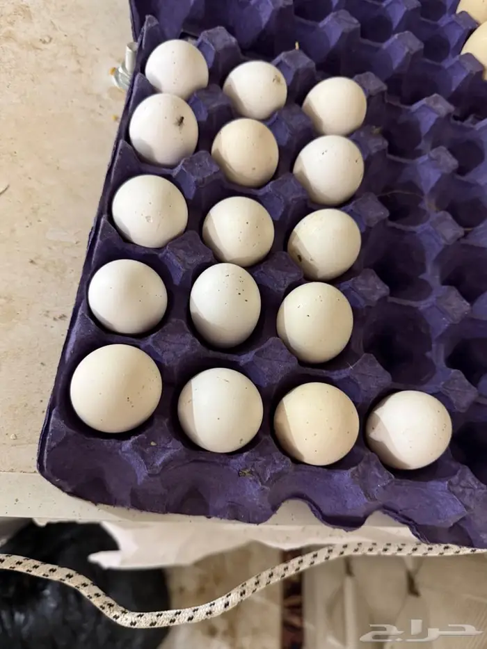 مدينة المنورة طريق تبوك 1