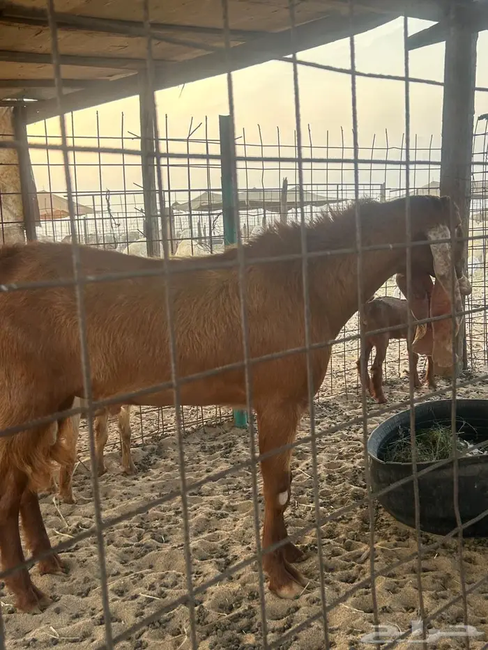 تيس فحل من ابو هولندي 1