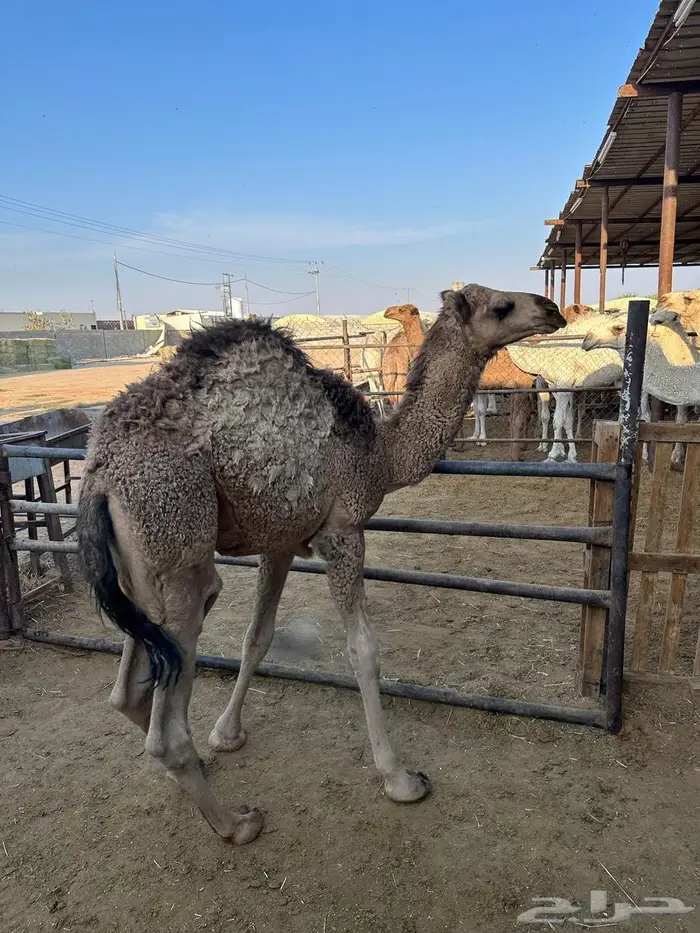 قعدان للبيع طيبة 5