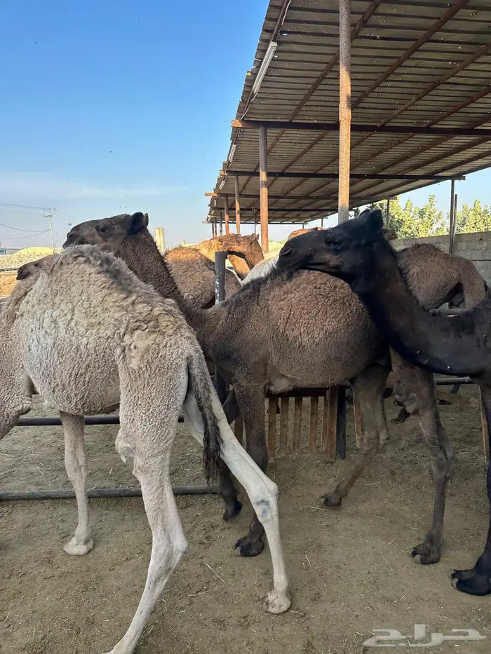 قعدان للبيع طيبة 1