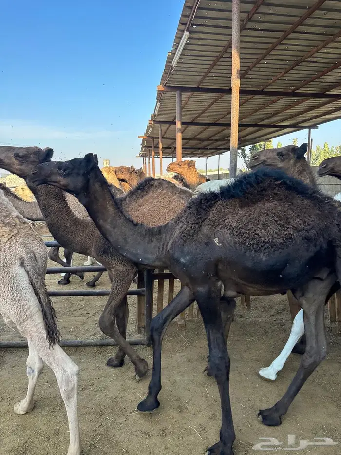 قعدان للبيع طيبة 0