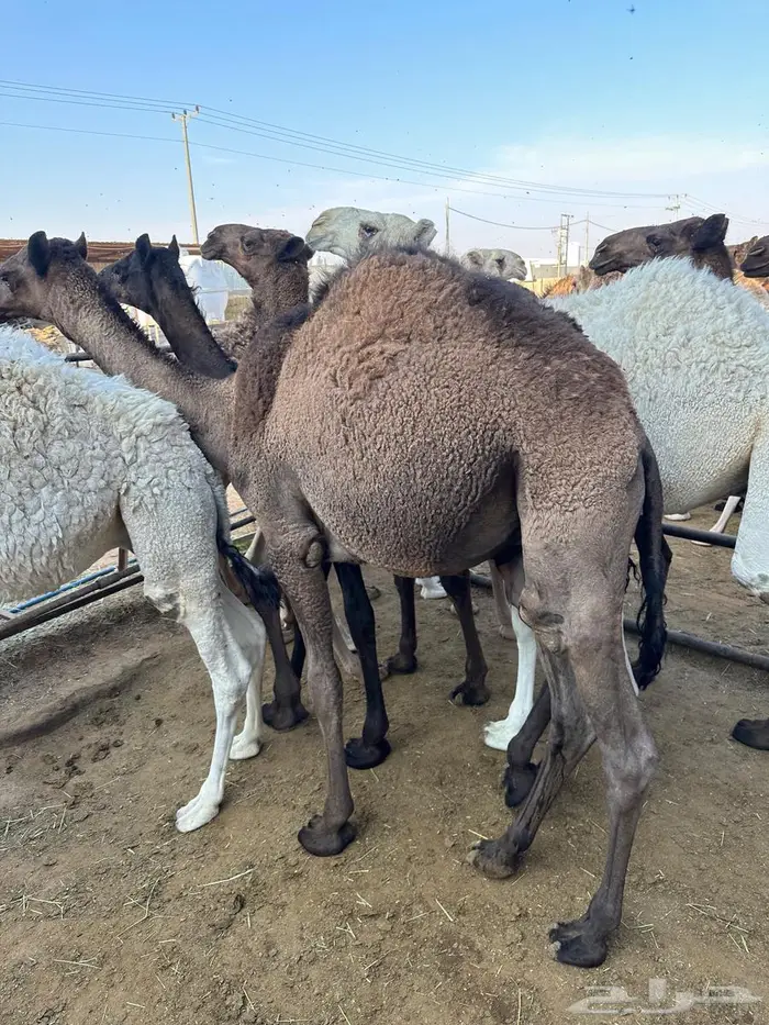 قعدان للبيع طيبة 2