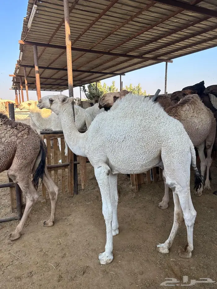 قعدان للبيع طيبة 3