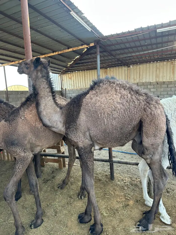 قعدان للبيع طيبة 4