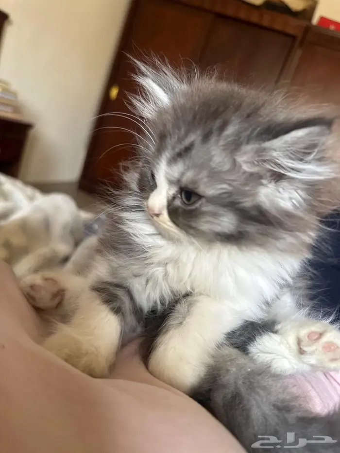 بسه كتن صغير للبيع 0