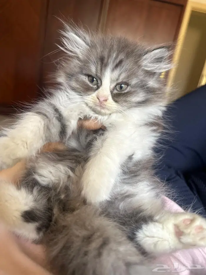 بسه كتن صغير للبيع 2