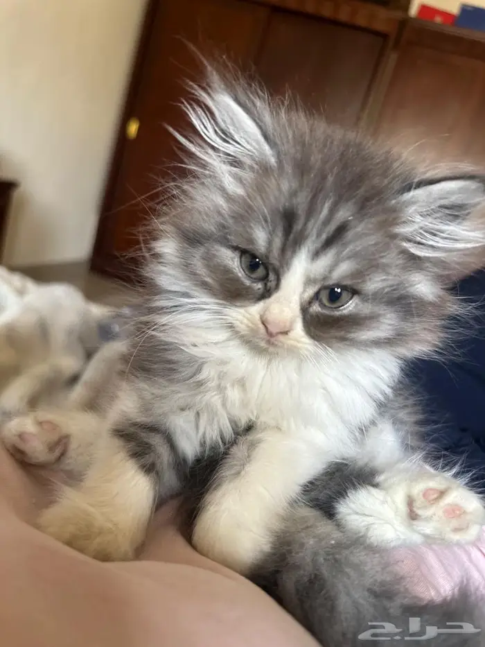 بسه كتن صغير للبيع 3