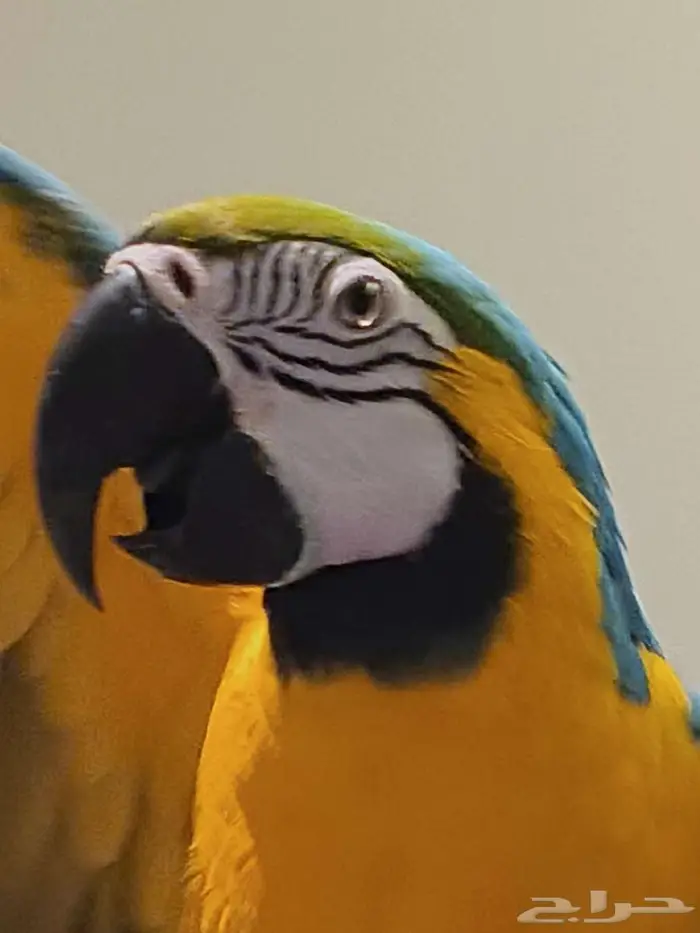 مكاو بلو اند قولد 1