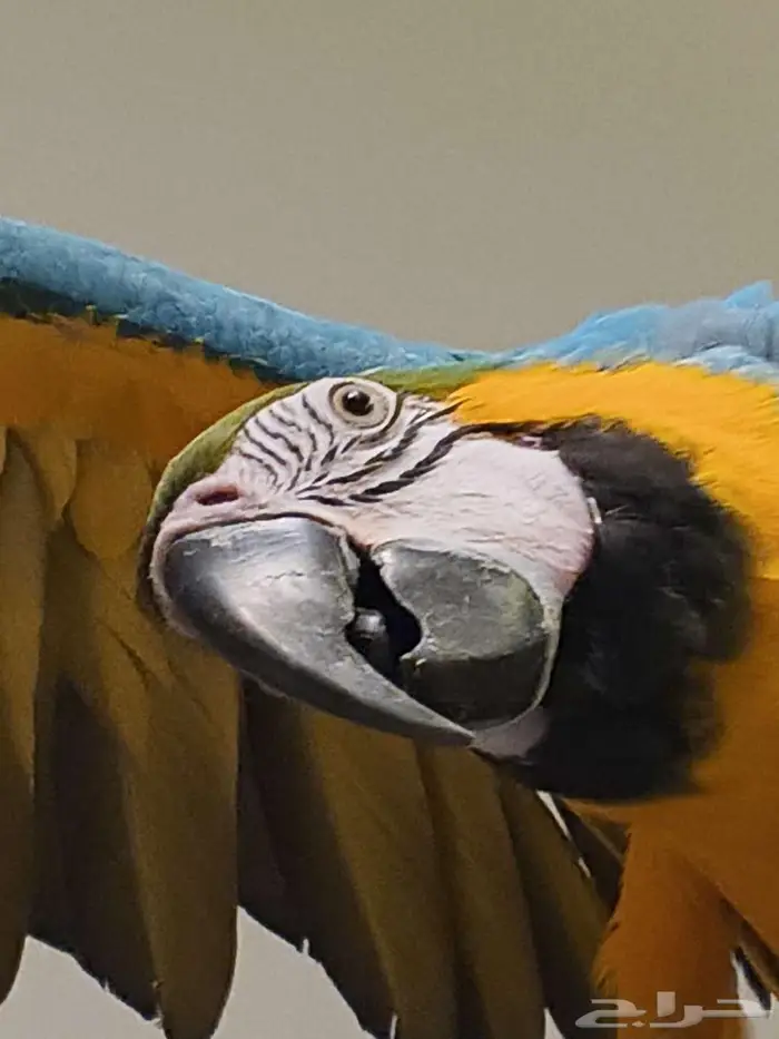 مكاو بلو اند قولد 2