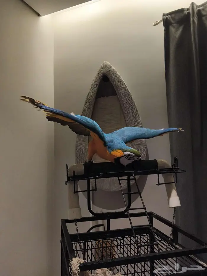 مكاو بلو اند قولد 6