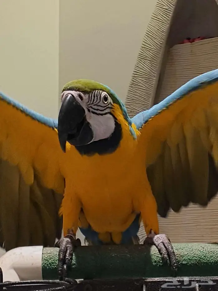 مكاو بلو اند قولد 3