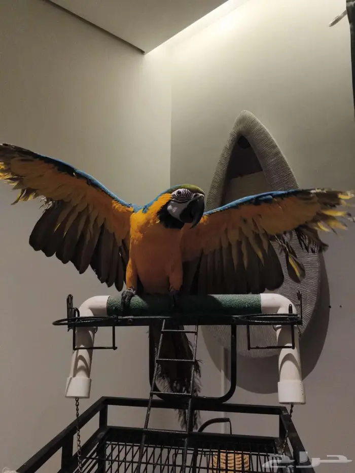 مكاو بلو اند قولد 0