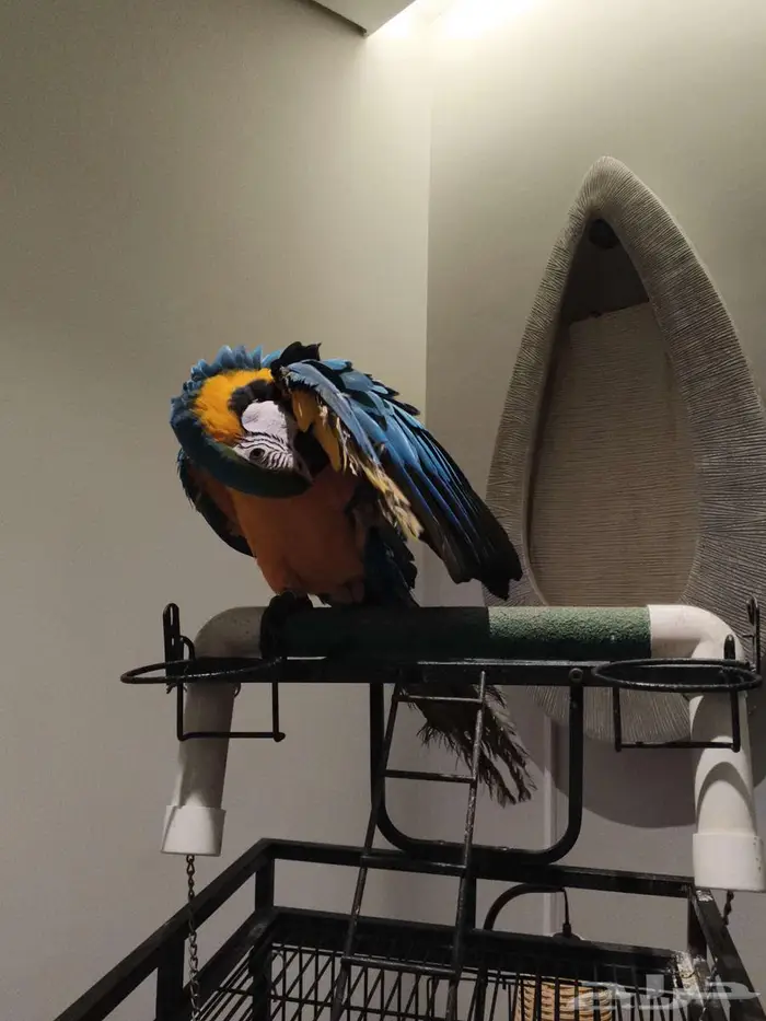 مكاو بلو اند قولد 7